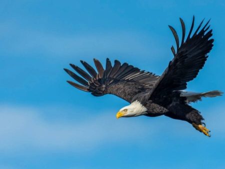 There that wait upon the Lord will soar on wings like eagle